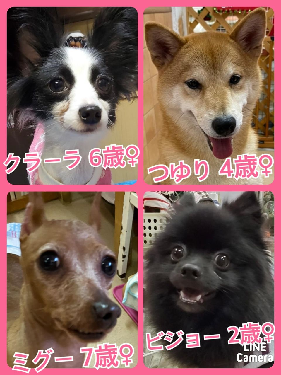 🐾今日の里親様募集中ワンコ🐶メンバーです🐾2021,11,15